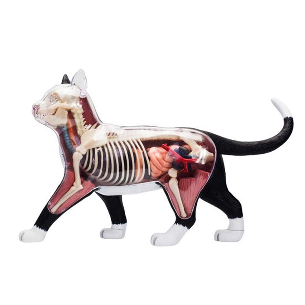 Amazon.co.jp: 教育モデル解剖学的黒と白の猫の骨格モデル - 取り外し