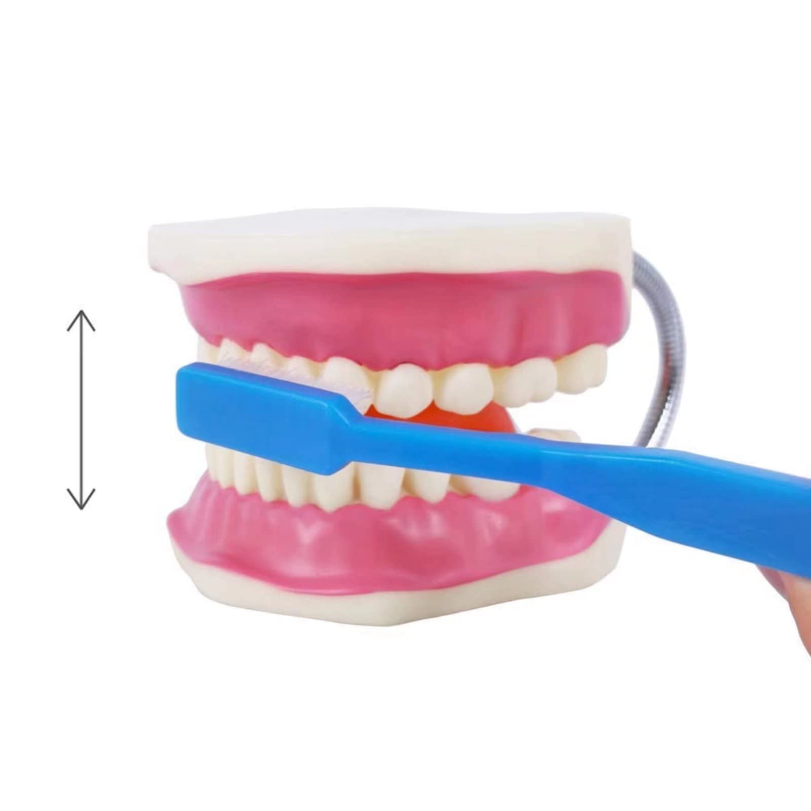 EVOTECH SCIENTIFIC Modello di cura dentale, con spazzolino gigante, 32 denti, modello dimostrativo per la cura dentale, modello di denti dimostrativo Typodont standard per adulti