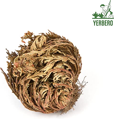 Yerbero 6 Pack Flor Seca Rosa de Jericó Grande 2.5''-3.5'' miniatura 5