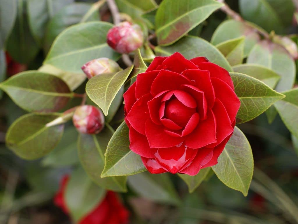 Very Beautiful Camellia Japonica Kamiliya Flower (Queen of Winter) Live Pant Original Variety (RED) (B0BRNLTLC1) Amazon Price History, Amazon Price Tracker