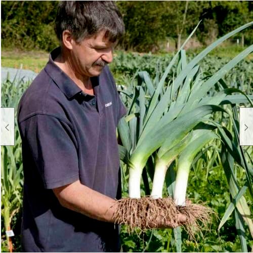 100 semi PORRO GIGANTE INVERNALE  semi freschi