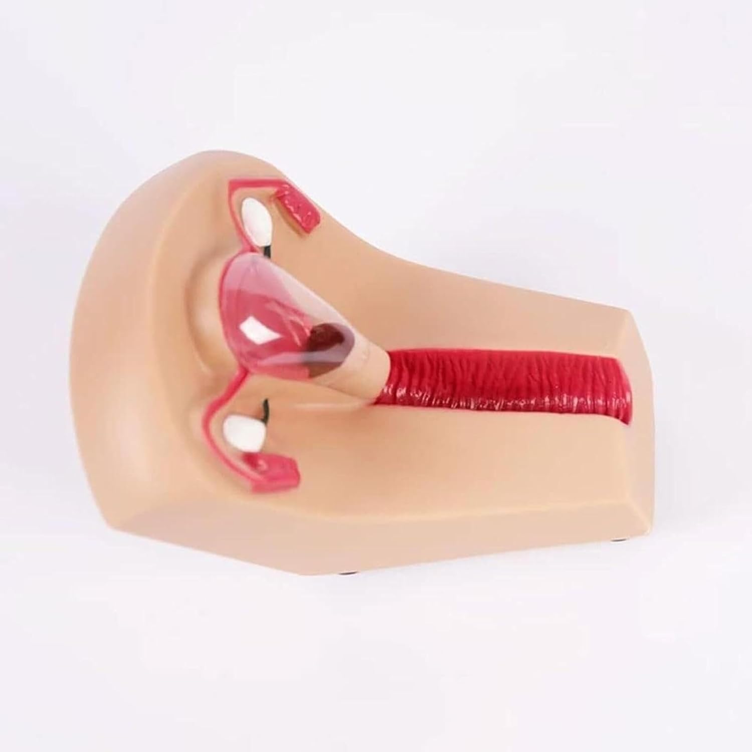 Modello di cervice femminile, modello di formazione contraccettiva intrauterina dell'utero traslucido, simulatore di guida alla contraccezione interna uterina, for la formazione in