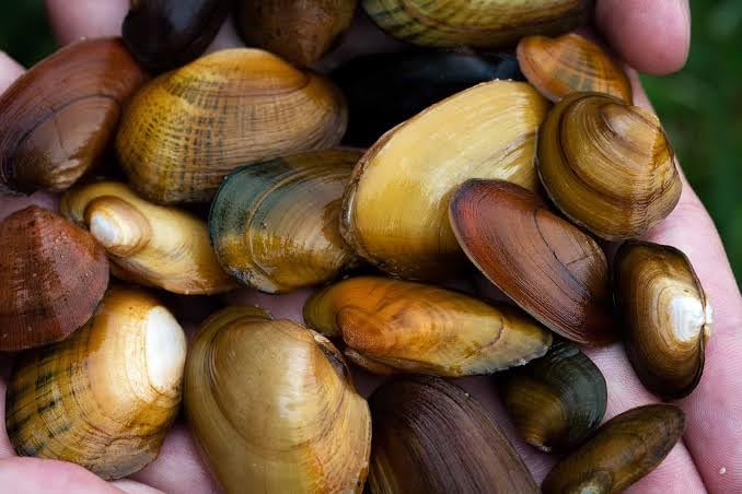 Coquille d'eau douce dans votre atelier artistique et décoration d'intérieur zen