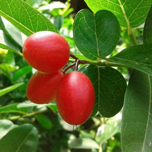 Image of Live Karonda Fruit Plant for Home Garden ? Outdoor, Healthy Live Plant ? Berry Shrub ? Easy to Grow ? Pack of 1