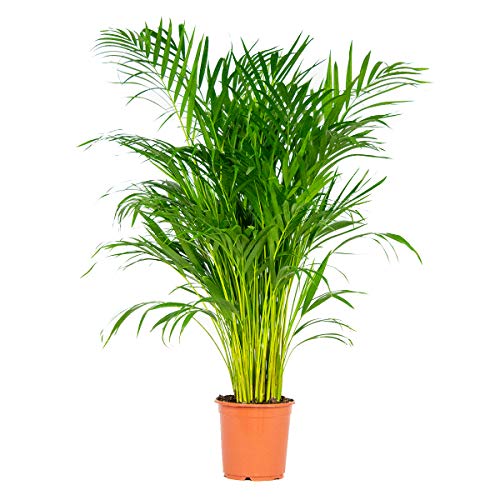 Bloomique - Dypsis Lutescens - Goldfruchtpalme - Areca Palme - Zimmerpflanzen Groß - Pflegeleicht - Haustierfreundlich - Höhe 100-120 cm - Topf 21 cm