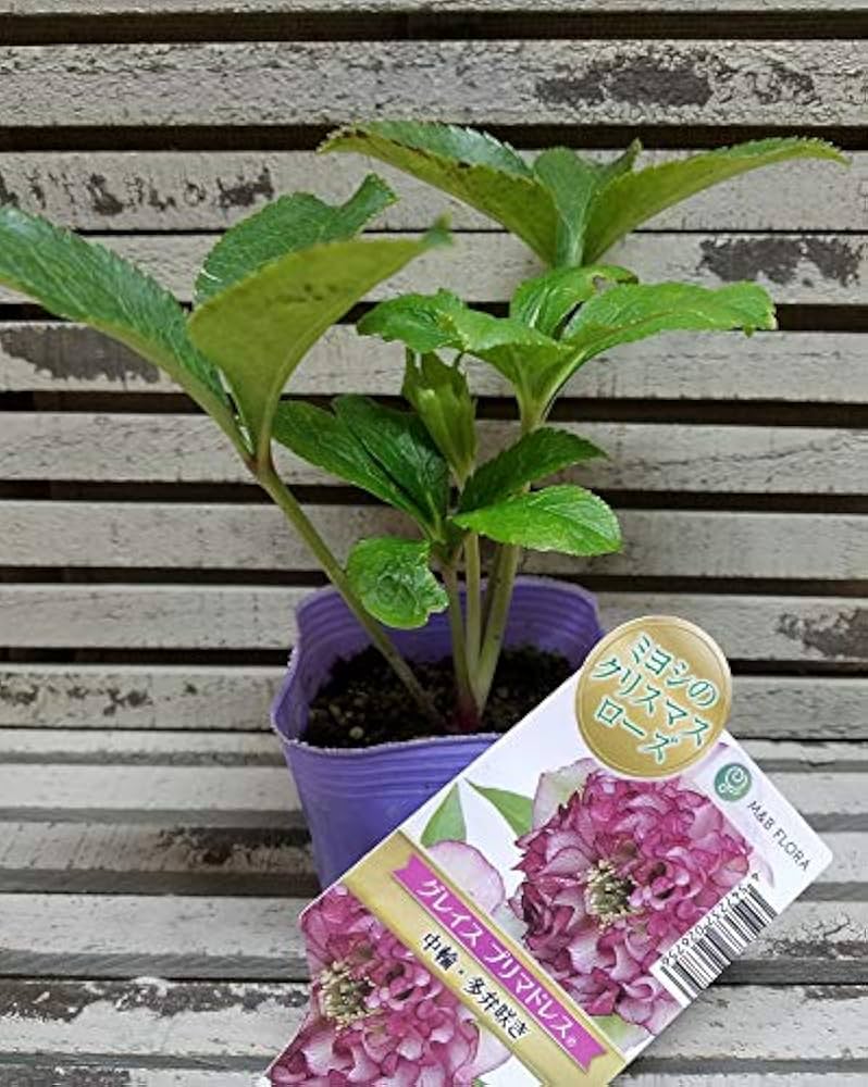 Amazon | 【花苗】ミヨシのクリスマスローズ グレイス プリマ