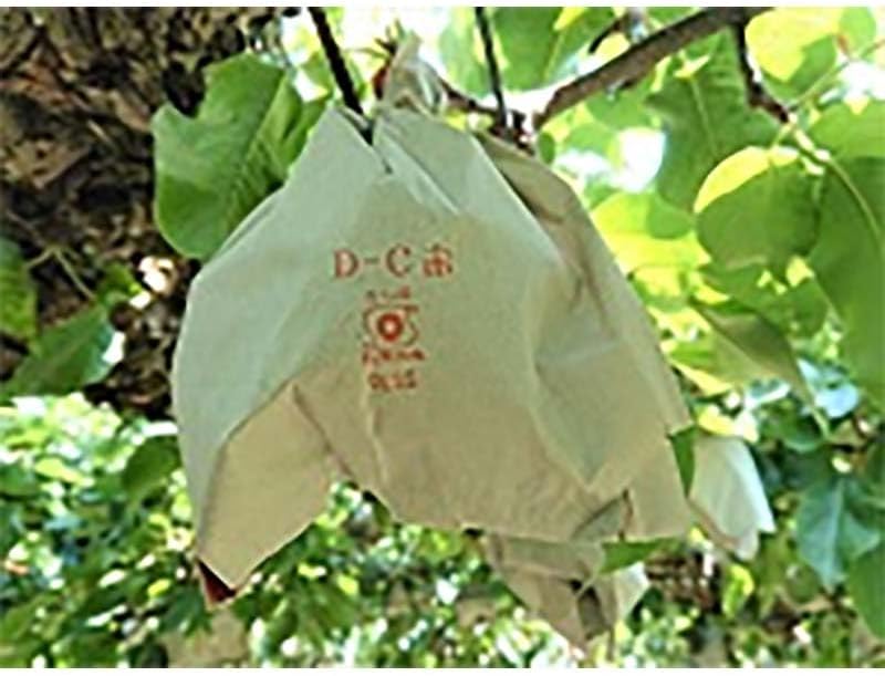 2500枚 果実袋 なし D-C 赤二重袋 12型 193×230mm 赤梨 アタゴ梨用 ナシ 梨 柴 タSD