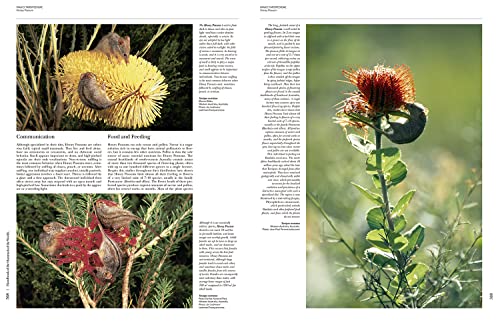 Handbook of the Mammals of the World - Volume 5: Monotremes and Marsupials (Handbook of Mammals of the World) - Image 8