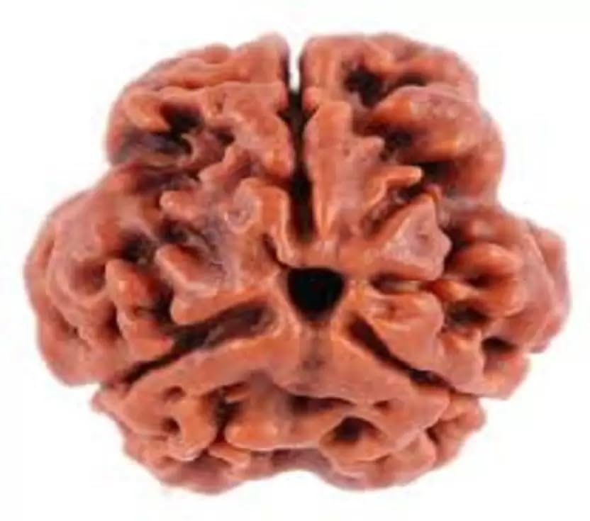 shivtantra Three mukhi Rudraksha Natural Quality Bead Certified Rudraksha for Men and Women and Puja Instructions Color Brown-picture-18