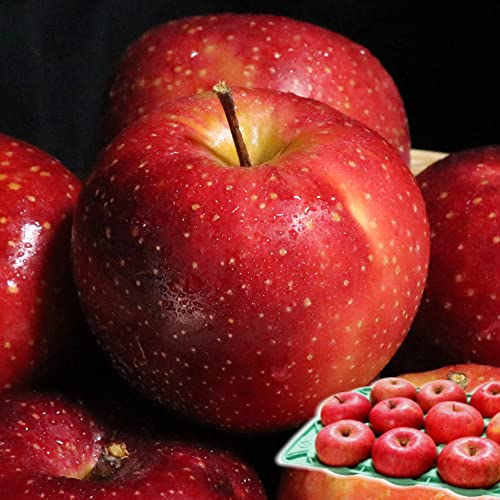 X  3kg  ƒp/󂠂 ь 3L X҂̐VlX