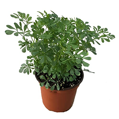 DECOALIVE Planta de Ruda Natural en Maceta para la Casa