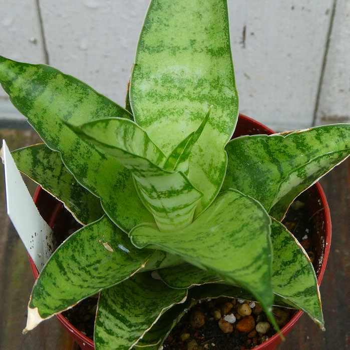 Amazon｜サンスベリア ハイブリッドホーリ 2.5号 観葉植物