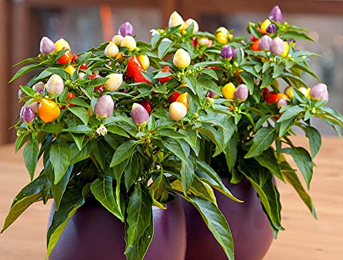 Prairie Fire Ornamental Pepper Seeds Hot Pepper Perennial 50 Seeds #TOP1