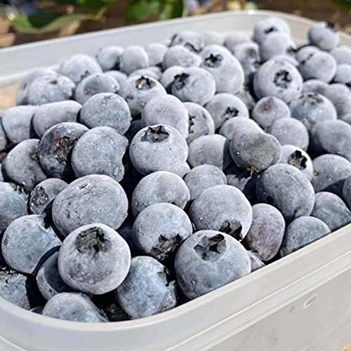 無添加 冷凍ブルーベリー 2kg ブルージェイ 冷凍果 北海道 北斗市 ハウレット農園