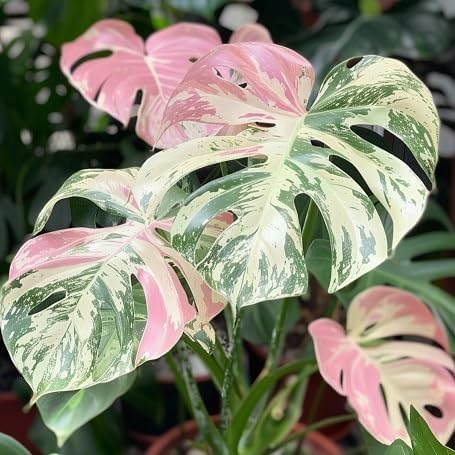 100 Pcs Fresh Monstera Plant Seeds,Exotic Tropical Foliage for Indoor and Outdoor...