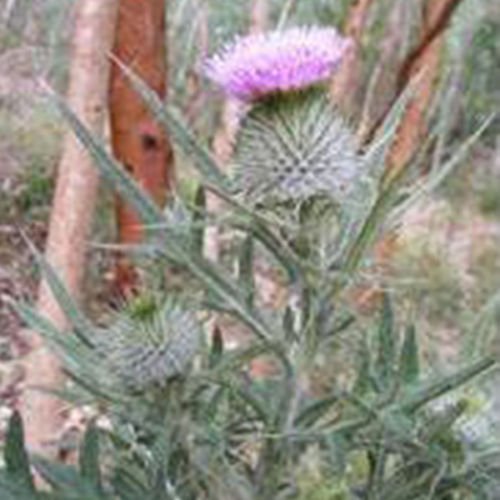 Herb Seeds - Scottish Thistle - 50 Seeds by Wafer