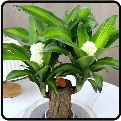 RGV Lucky Brazilian Wood Plant without potted, Healthy Indoor Live Lucky Brazilian Wood Plant for Living Room, Feng Shui Plant (Pack of 1) (B0DH3X5GYP) Amazon Price History, Amazon Price Tracker