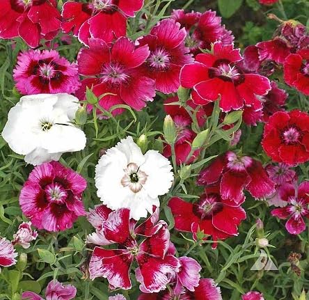 Splendour Seeds - Dianthus Garden Flower Seeds(200 Seeds) (B07FZDQVBM) Amazon Price History, Amazon Price Tracker