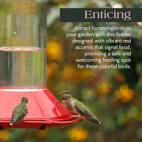 Hummingbird Momma HBM-SK Premium Usda-Certified Organic Hummingbird Food Starter Kit - 2 X 8-Ounce Packets Of Natural Nectar And Wild Bird Feeder thumb #3