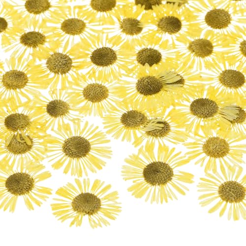 60 flores prensadas secas para manualidades miniatura 1
