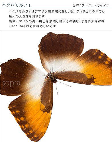 Amazon.co.jp: 蝶の標本 ヘクバモルフォ メタリック調ライトフレーム
