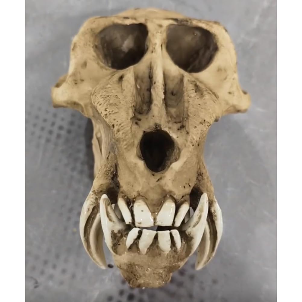 Modelo de Cráneo de Babuino - Taxidermia de Cráneos de Animales Reales - Decoración de Cráneo de Mono y Orangután de Resina para Decoración de Fiesta de Halloween,Marrón,23cm