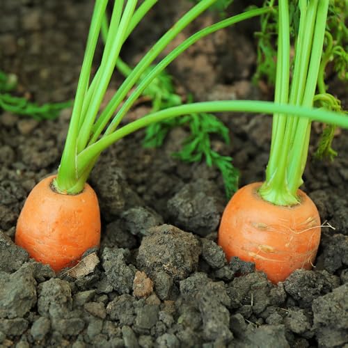 Carrot Nantes 2 Organic Seeds â€“ Organically Grown Seed, for Easy, Fast Growing Roots â€“ for Your Beautiful Kitchen Garden