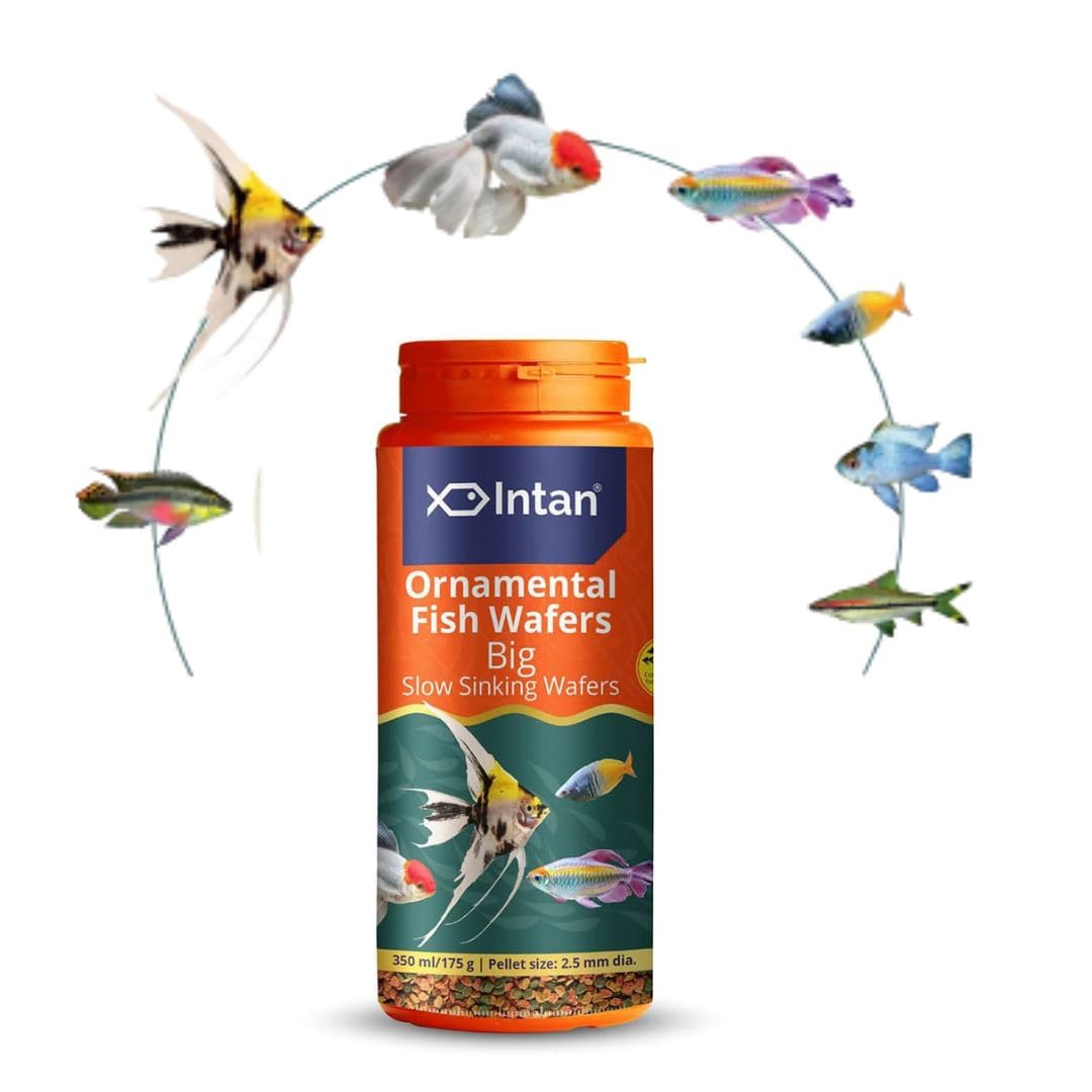 See full amazon price history chart for SANSEFERO Slow Sinking Ornamental Fish Wafers | Ideal for Angel, Gouramis, Goldfish, Barbs, Rainbow Fish | Healthy and Vibrant Community Aquariums (Big 65 Gram Pack) SANSEFERO Slow Sinking Ornamental Fish Wafers | Ideal for Angel, Gouramis, Goldfish, Barbs, Rainbow Fish | Healthy and Vibrant Community Aquariums (Big 65 Gram Pack) (B0CCLGSFX2) Amazon Price History, Amazon Price Tracker