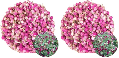 Flores secas Gomphrena globosa 4 OZ Pack de 2 miniatura 1
