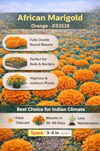 Image of African Marigold KS2628 - Semi Tall (60-75 cm) | Professional Nursery & Commercial Grade Flower Seeds | Bulk Packs for Farmers & Growers (Orange, 25 Gm)
