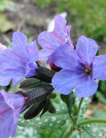 Mrs. Moon Lungwort Flower Root - Grows Great in Shade - Color-Changing Blooms - Deer Resistant - Grows Well in Containers - Perennializing - Easy to Grow Live Plants - Outdoor Garden