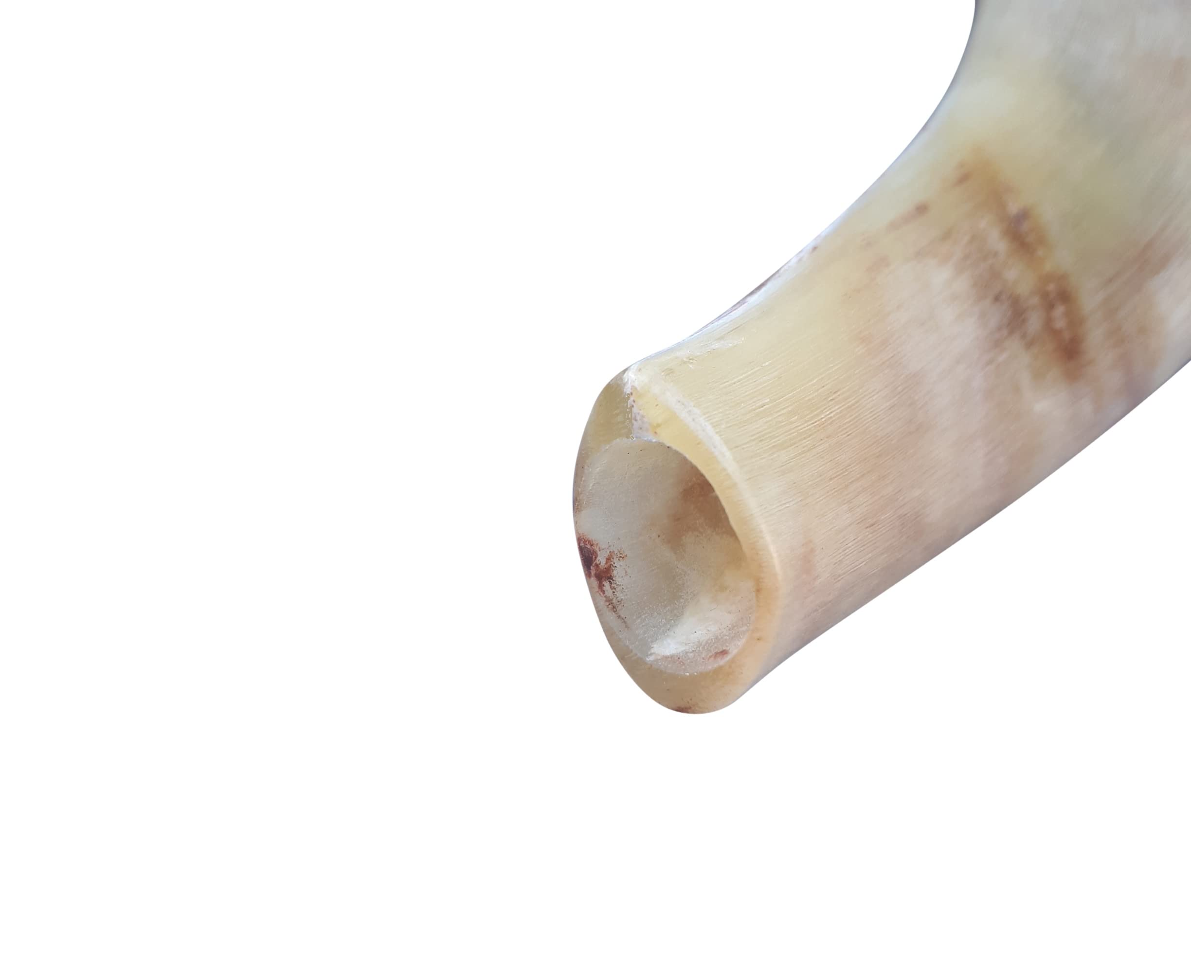 Amen Judaica corne de bélier shofar polie 12-14 pouce