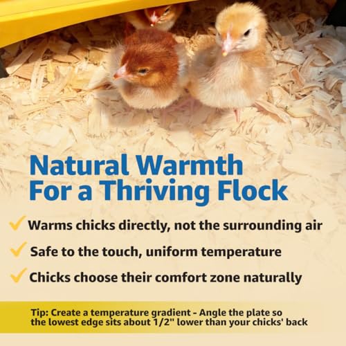 Brinsea Ecoglow Safety 600 Brooder Plate for up to 20 Chicks - Energy Efficient 12 Watt Heat Plate for Ducklings and Poultry - Adjustable Low Voltage Design