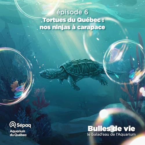 &Eacute;pisode 6 - Tortues du Qu&eacute;bec : nos ninjas &agrave; carapace