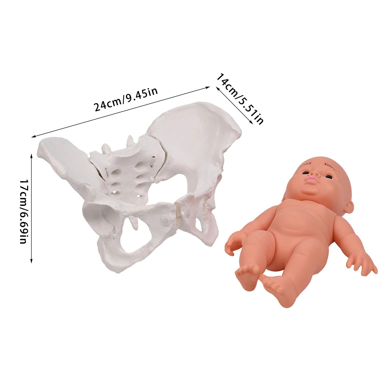 Modello bacino femminile Modello bacino femminile e bambino Insegnamento ostetrico per le scienze mediche Educazione scientifica con bambino