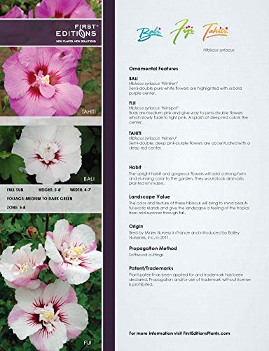 First Editions - Hibiscus Syriacus Bali (Rose Of Sharon) Shrub, White Flowers W/Red Eye, #3 - Size Container #TOP3