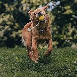 Beco Hundespielzeug - Naturkautschukball an einem Seil Spielzeug für Hunde - Orange
