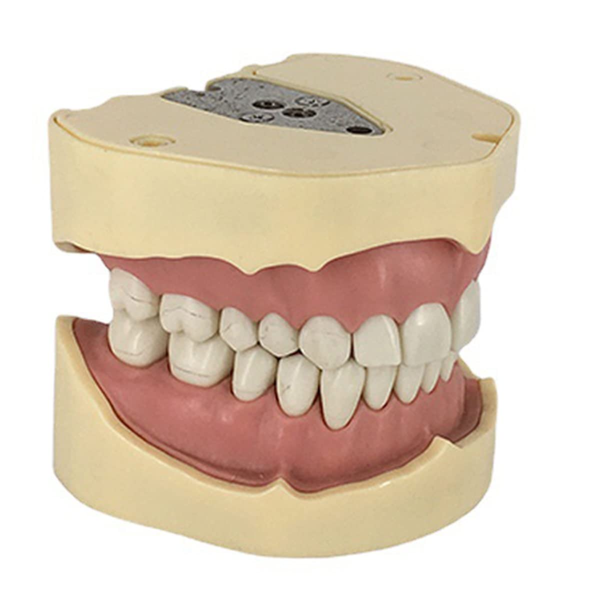 Modelo de Dientes, con Modelo de 28 Dientes Totalmente extraíbles, para la enseñanza, la práctica y el Estudio de la odontología