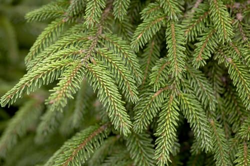 Picea orientalis 'Aureospicata' 25-30 cm – Winterhart, Immergrün, Pflegeleicht – Orientalische Fichte – Heckenpflanze für Garten & Sichtschutz