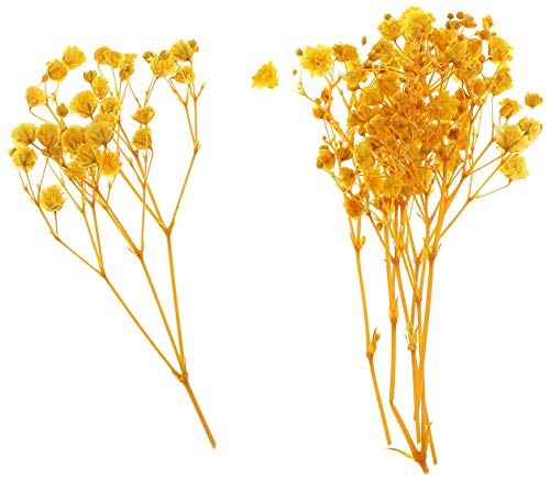 Flores secas prensadas naturales para manualidades - Amarillo miniatura 2