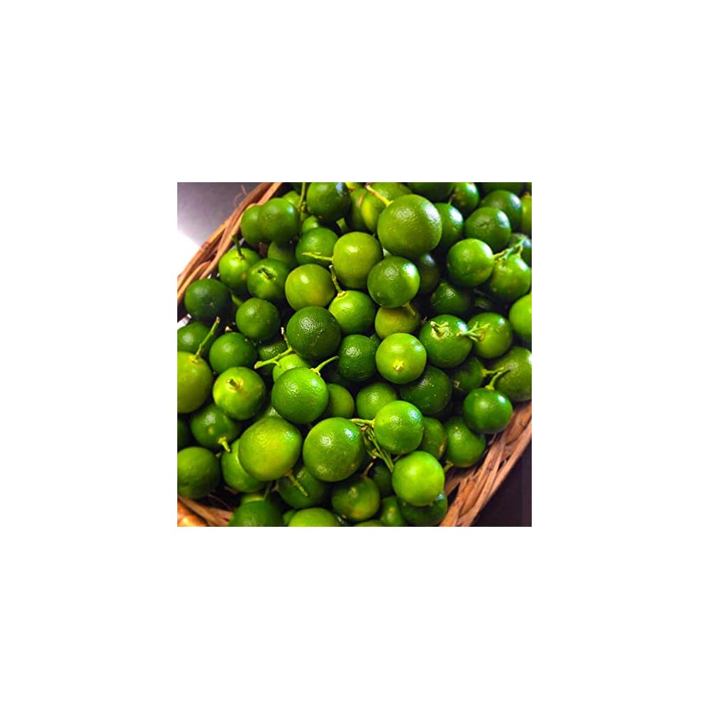 MANSI Premium Calamansi Juice, 12 Fl oz (Calamansi Ubuy Sri Lanka