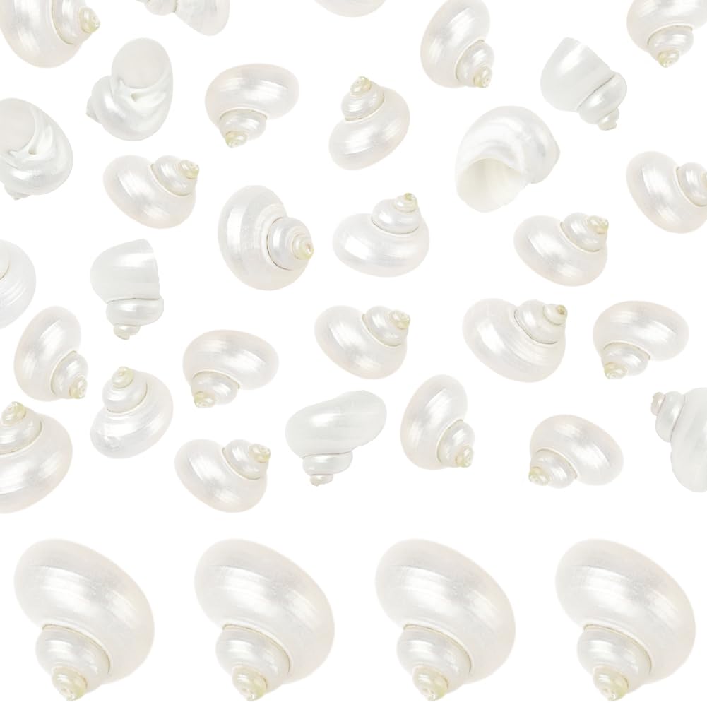 SUNNYCLUE 1 scatola Da 20 pezzi di Conchiglie A Spirale Conchiglie Bianche Naturali Senza Foro Conchiglie A Spirale Turbo Hermit Paguro per Artigianato Riempitivi per Vasi Acquari Spiaggia Feste Decor