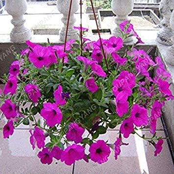 Amazon Co Jp 発芽seeds レアプラ末尾ペチュニアペチュニアペチュニアの花の種花の種をハンギング種子個バルコニー鉢植え イエロー ホーム キッチン