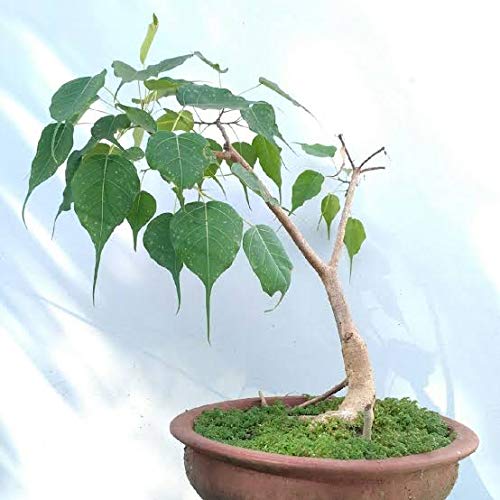 A&S Plant Seeds to Tree (Ficus Religiosa) Bodhi Tree Large Tree Seeds Bonsai  Suitable Tree Seeds Pack with Pot : Amazon.in: Garden & Outdoors