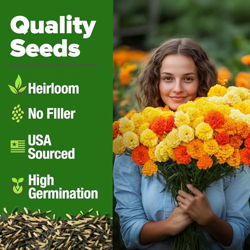 Image of HOME GROWN Petite French Marigold Seeds 329+ Flower Seeds for Planting Outdoors Non GMO Easy to Grow Companion Plant & Quick Blooming Pollinator Heirloom Wildflower Seed (Tagetes patula)