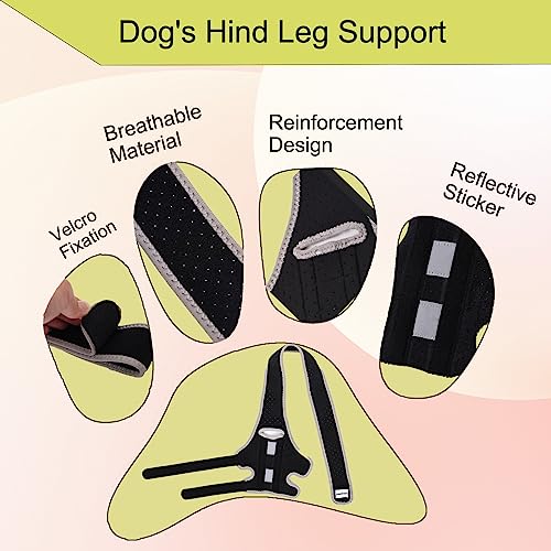 Image of Dog Leg Support - for Leg Wounds After Surgery for Ligament Tears, with Support Strips to Protect The Dog's Leg Wounds. Breathable and Comfortable（M）
