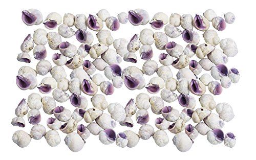 Seashell Supplies Philippines The Best Amazon Price In Savemoney Es