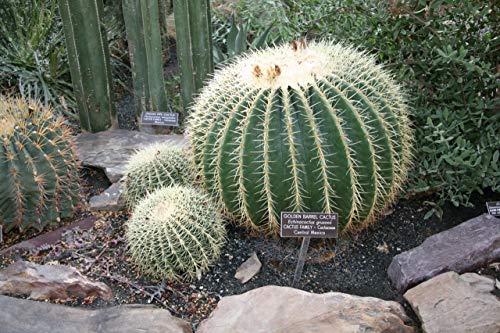 Golden Barrel Cactus - Live Plant In A 6 Inch Pot - Echinocactus Grusonii - Beautiful And Unique Cactus Succulent #TOP3