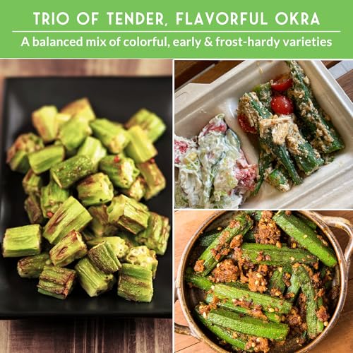 Okra Seeds Collection for Planting - 3 Heirloom Okras: Clemson Spineless, Red Burgundy, & Emerald Green Okra - Non-GMO Vegetable Garden Variety Pack for Outdoor Growing - Survival Garden Seeds