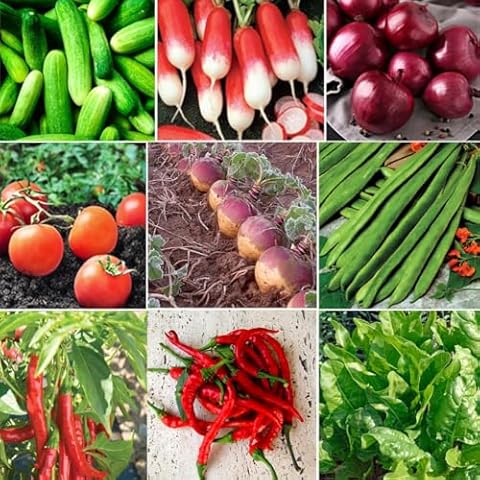 Vegetable Seeds Collection - 8 Varieties Cover